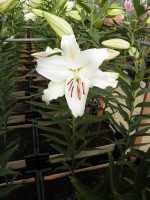 [1828 NovaZenbla No02.JPG]